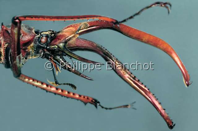 Chiasognathus granti .JPG - in "Portraits d'insectes" ed. SeuilChiasognathus grantiLucane de DarwinDarwin's stag beetleColeopteraLucanidaeChili
